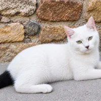 سلام دوعدد گربه خانگی فروخته