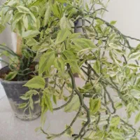 گل وگیاه