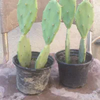 کاکتوس