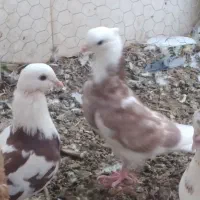 کبوتر ارزان