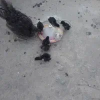برهما طبیعی