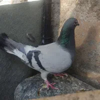 قره سبز ماده