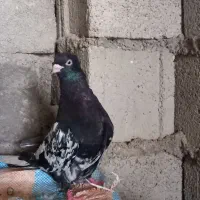 کله سیاه