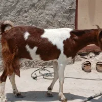 کهره پاکستانی