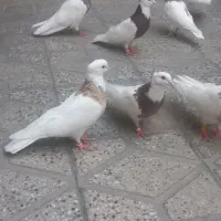 کبوتر طوقی نسل خوب