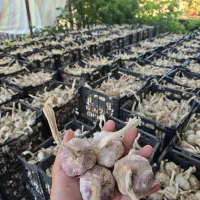سیر درجه یک بذری