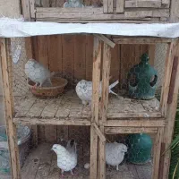 کفتر