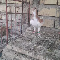 کبوتر یال زرد