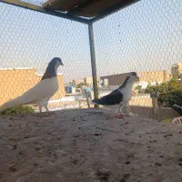 یک جفت کفتر عالی چادری سالم سالم