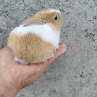 خرگوش نره ماده