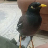 مرغ مینا سخنگو وسرحال ورام