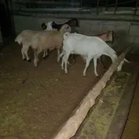 کهره داشتی و گوشتی