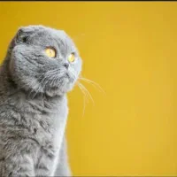 مهد اسکاتیش در رنگ های مختلف