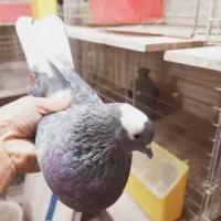 ماده شازده