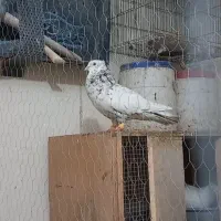 طوقدار هفت رنگ