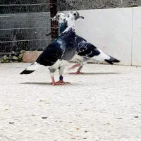 کبوتر