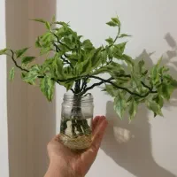 گل و گیاه پتوس نازیخی کاکتوس گندمی قلمه پدیلانتوس