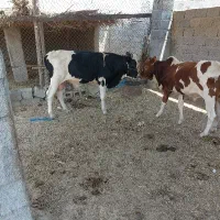 دو راس گوساله نر