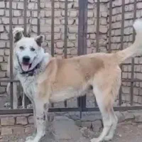 نر درشت واکسن خورده نگهبان