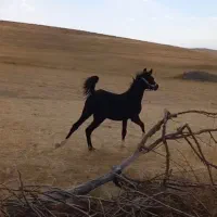 مادیان ۲ ونیم ساله