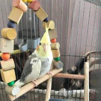 عروس دستی دستی ماده