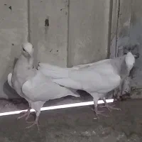 جوجه طوقی