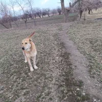 بار از کرمانشاه به گلپایگان