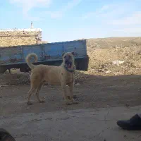 توله‌سرابی ۱سال‌
