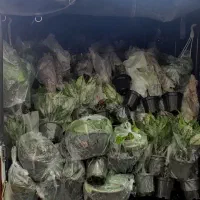 گل های لاکچری و آپارتمانی