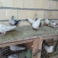 کبوتر|پرنده|خمینی‌شهر, |دیوار