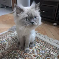 گربه نژاد دار