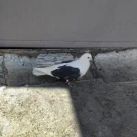 کبوتر خاص