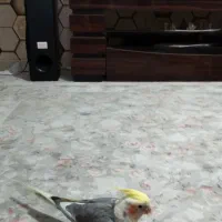 عروس هلندی نر یک ساله