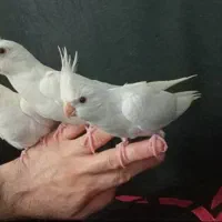 عروس هلندی