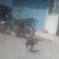 مرغ خروس لاری