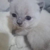 فروش گربه بریتیش نر و ماده