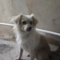 سگ پامر معاوضه