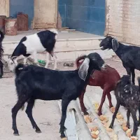 بز دوقلو زا