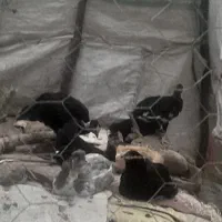 فروش نیمچه و مرغ و خروس سلطان بالغ