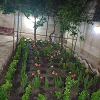 خدمات باغبانی از صفر تا صد کاشت تعویضی خاک گلدان