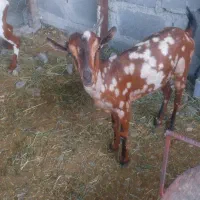 بزنسل دارماده