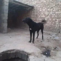 توله  سرابی وقدرجونی خالص