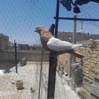 ماده سینه زرد