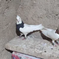 یک جفت طوقی سیاه نر قرمز ماده.قیمت۲۳۰۰۰۰۰۰