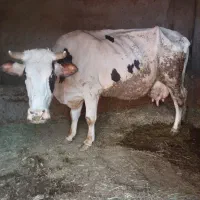 سلام ‌گاو ته‌شیر‌