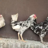 مرغ و خروس
