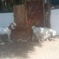 بز ماده