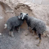 میش و بره