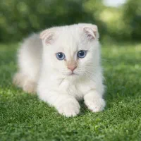 گربه بریتیش