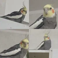 عروس هلندی